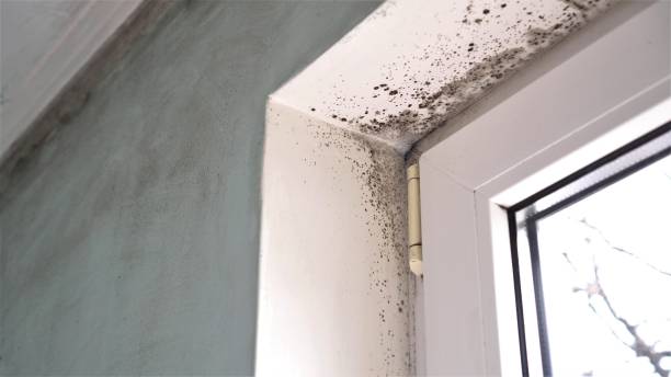 Best Commercial Mold Inspection  in Tichigan, WI